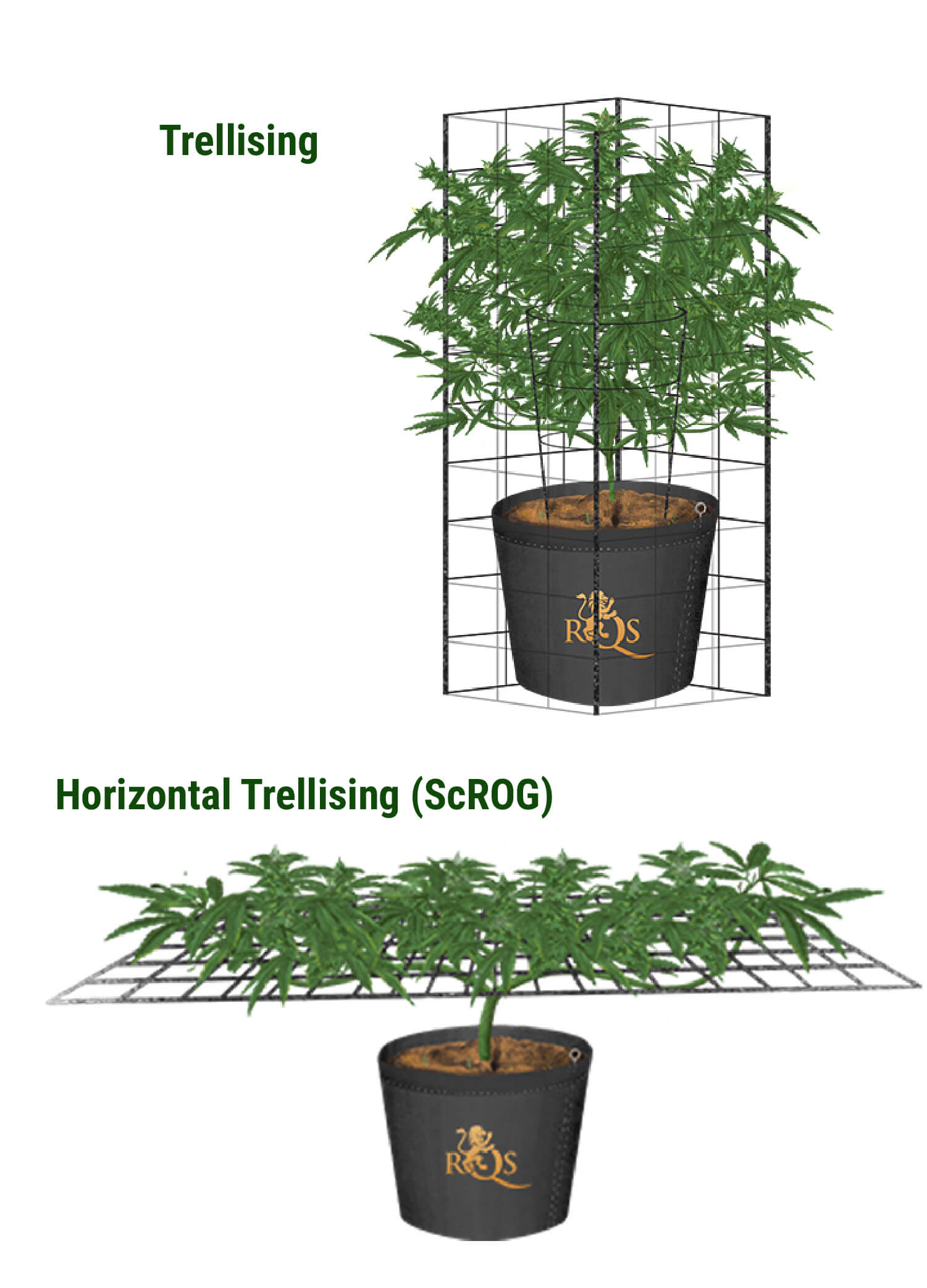 The Art Of Cannabis Trellising RQS Blog